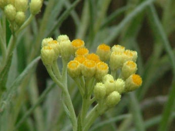 Helichrysum 'Schwefellicht'   bestellen